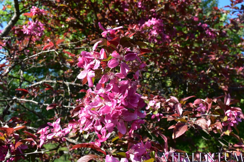 Sunlit Pink Blooms Free Stock Photo