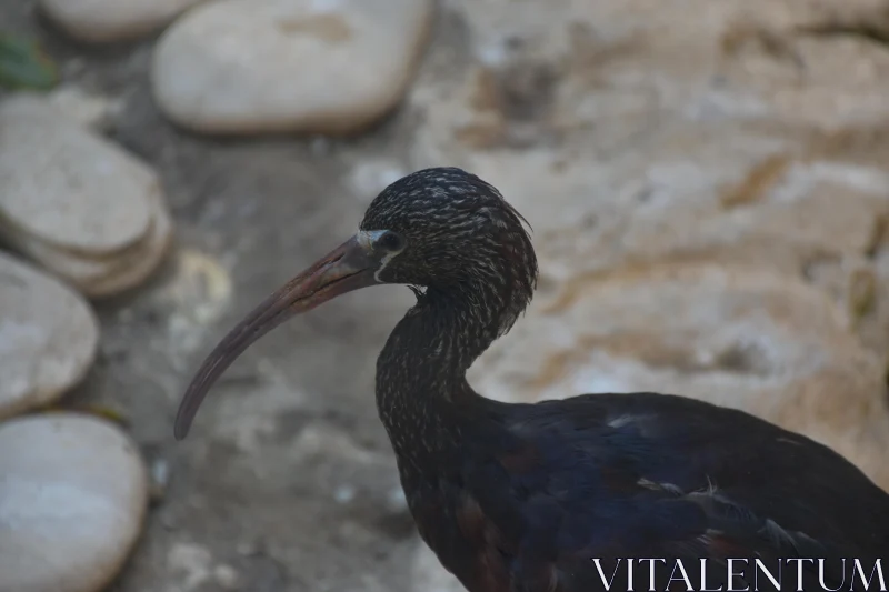 PHOTO Avian Beauty Amidst Stones