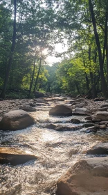 Tranquil Forest Stream with Sunlight