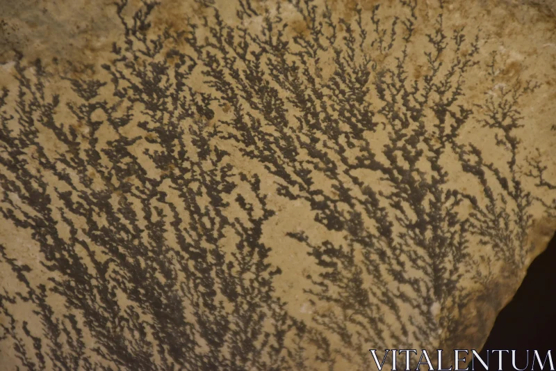 PHOTO Natural Dendritic Patterns on Stone