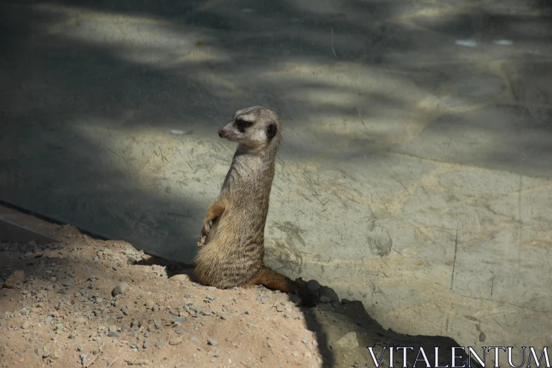 PHOTO Vigilant Meerkat in Sunlit Sand