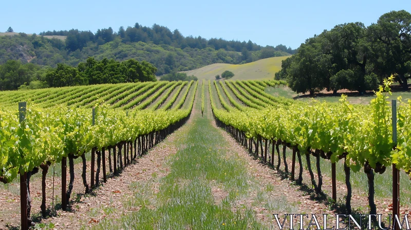 Symmetrical Vineyard View with Rolling Hills AI Image