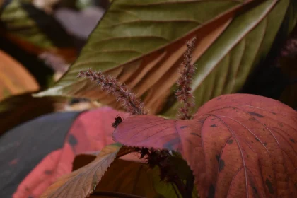 Colorful Autumn Leaves Close-Up