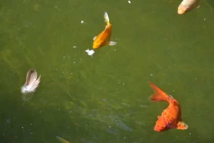 Peaceful Koi and Feather Pond Scene