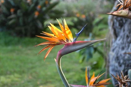 Striking Bird of Paradise Flower