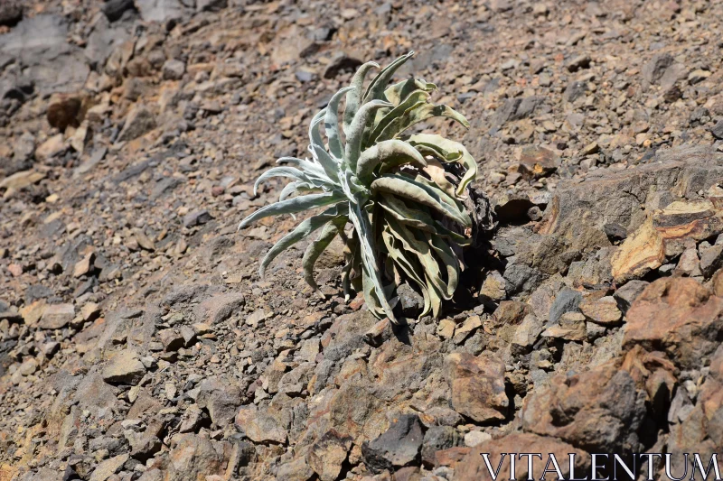 Solitary Plant in Arid Desert Free Stock Photo