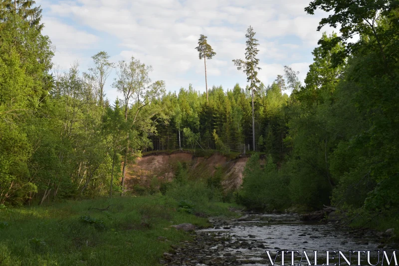 Idyllic Forest Scene with Meandering Stream Free Stock Photo