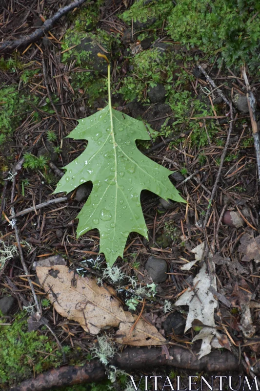 PHOTO Maple Leaf on Mossy Ground