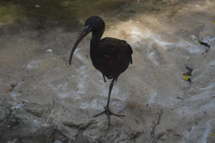 Ibis Standing on Rocks