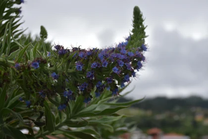 Vibrant Blossoms in Madeira