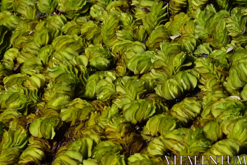 Swirling Green Leaves on Water Free Stock Photo