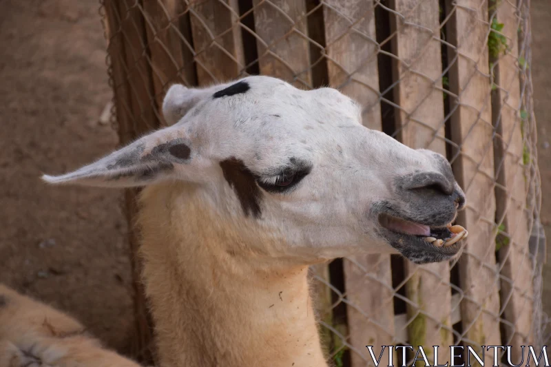 Llama Close-Up at the Zoo Free Stock Photo