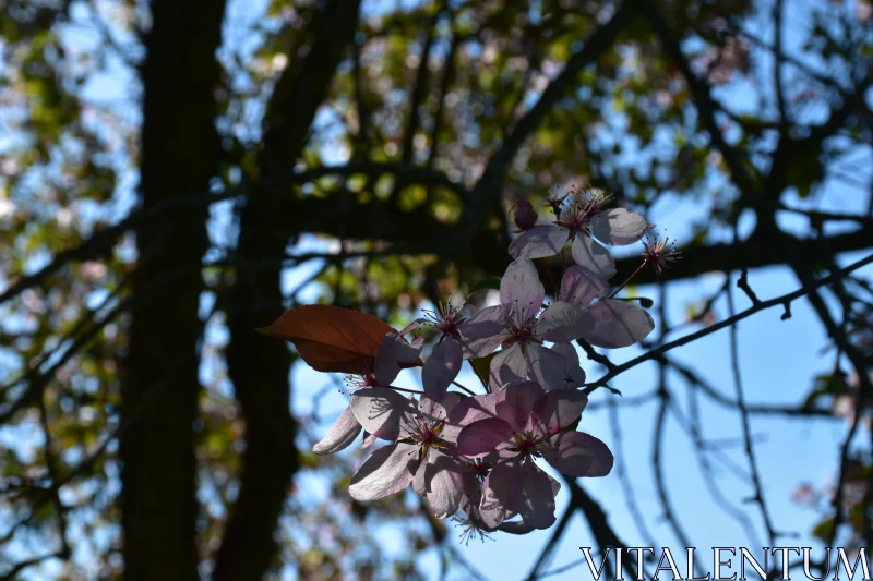 Sunlit Blossoms on a Branch Free Stock Photo