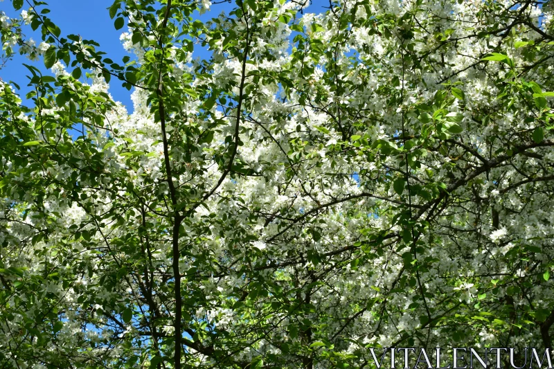 Lush Springtime Blooming Free Stock Photo