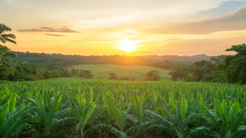 Peaceful Field at Sunset, Nature's Serenity