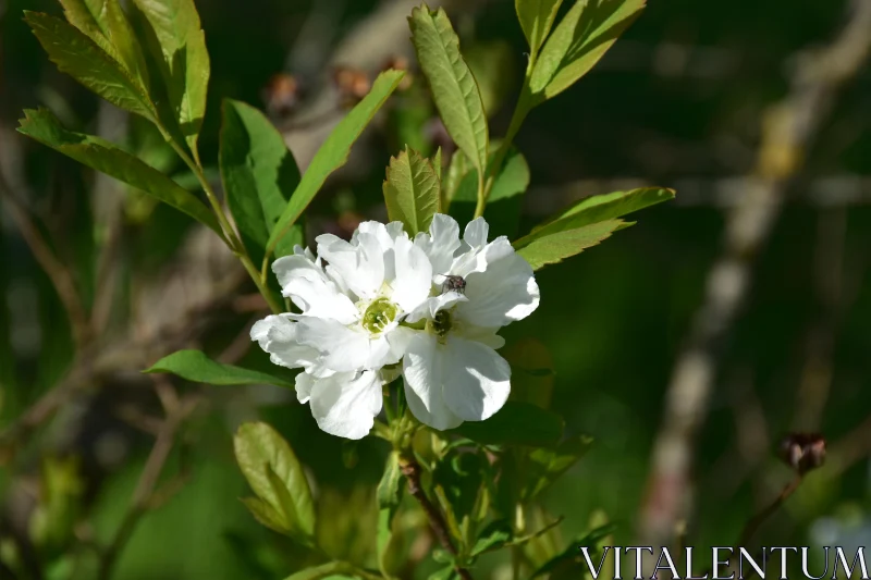 White Flower in Sunlit Garden Free Stock Photo