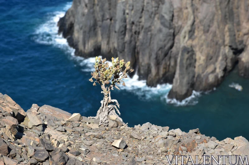 Cliffside Plant with Ocean View Free Stock Photo