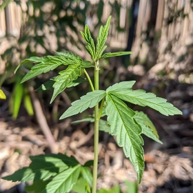 Emerging Greenery: A Plant's Ascent