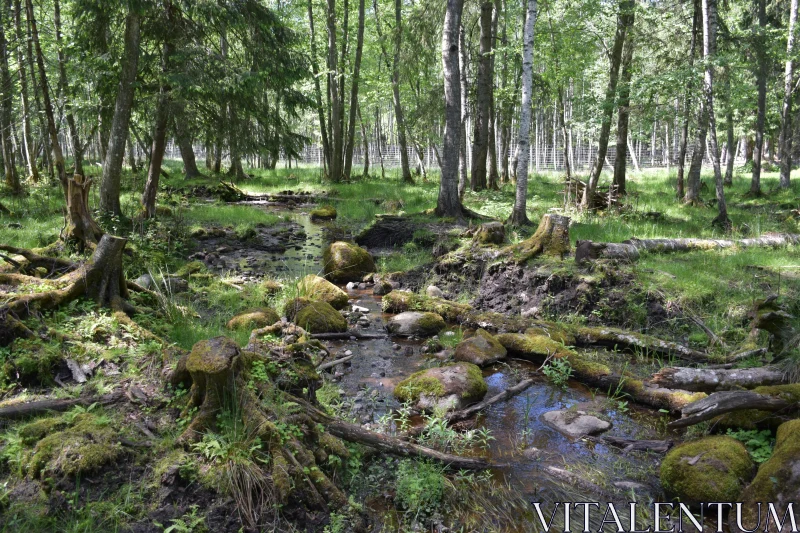 Gentle Stream Through Lush Forest Free Stock Photo