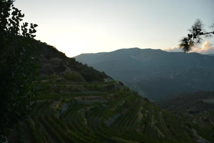 Sunlit Terraced Landscape