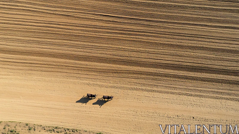 AI ART Two Bulls Walking in the Field