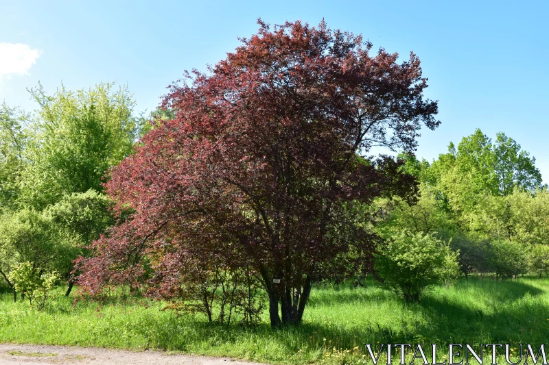 Red Tree in Summer Landscape Free Stock Photo