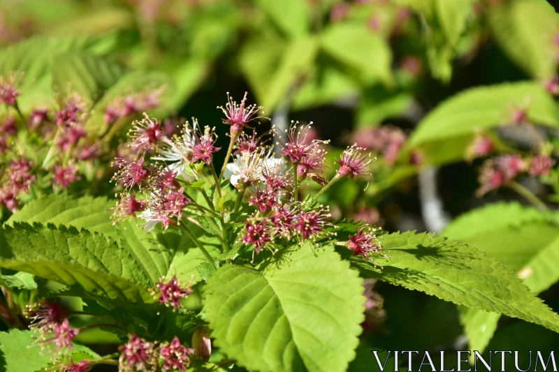 Vibrant Floral Close-Up Free Stock Photo