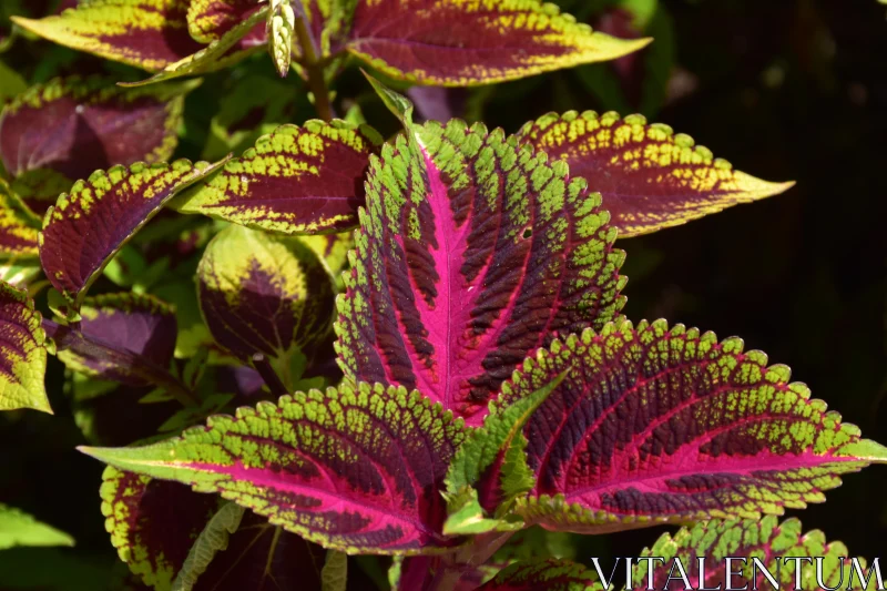 PHOTO Lush Foliage with Vibrant Hues