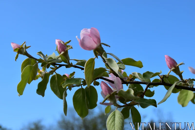 Serene Spring Blossoms on a Branch Free Stock Photo