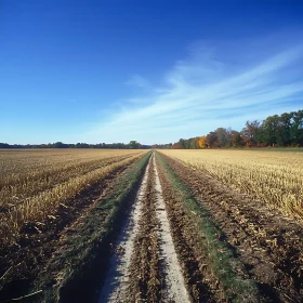 Dirt Road Through Golden Field