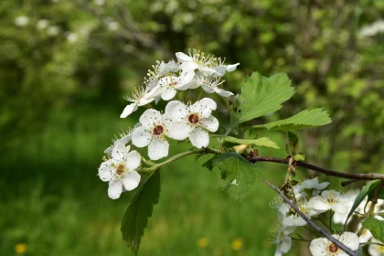 White Flower Cluster on a Green Background