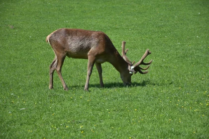 Deer with Antlers in Green Meadow