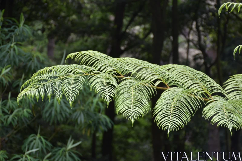 Fern Leaves in Natural Habitat Free Stock Photo