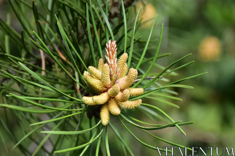 Emerging Pine Cone Artfully Captured Free Stock Photo