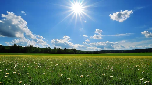 Floral Meadow Bathed in Sunlight