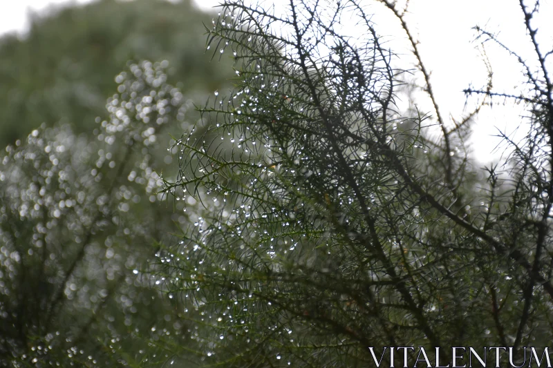 PHOTO Morning Dew on Foliage