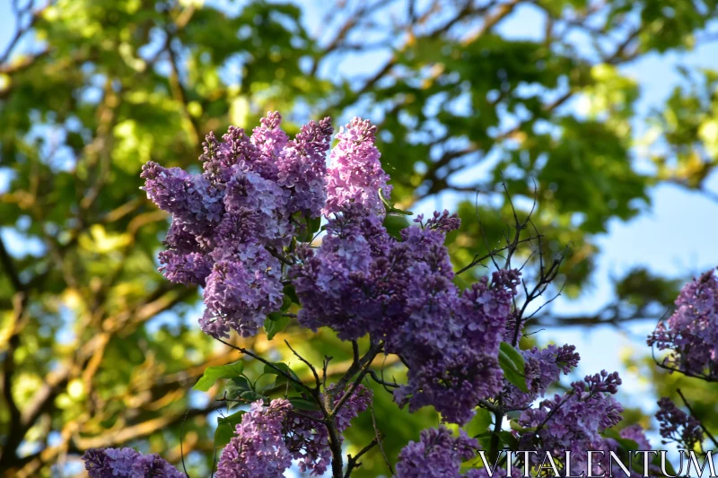 PHOTO Lilac Blooms in Garden