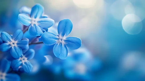 Macro Photography of Blue Flowers