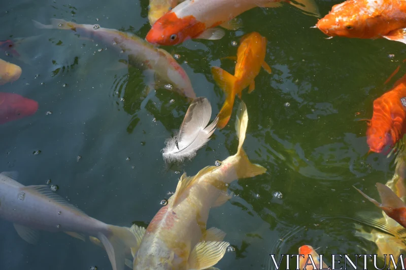 Calm Koi in Tranquil Waters Free Stock Photo