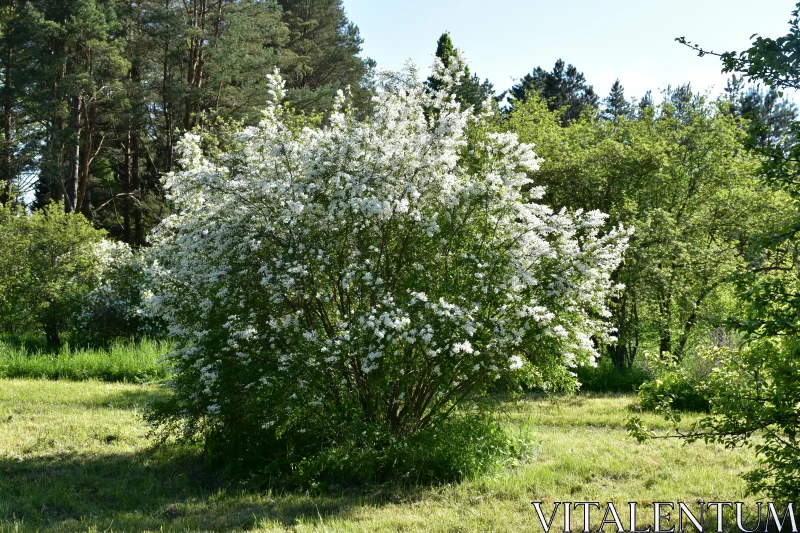 White Blossoms in a Green Meadow Free Stock Photo