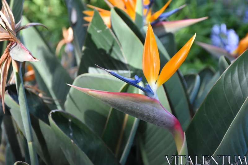 Tropical Bloom: Bird of Paradise Free Stock Photo