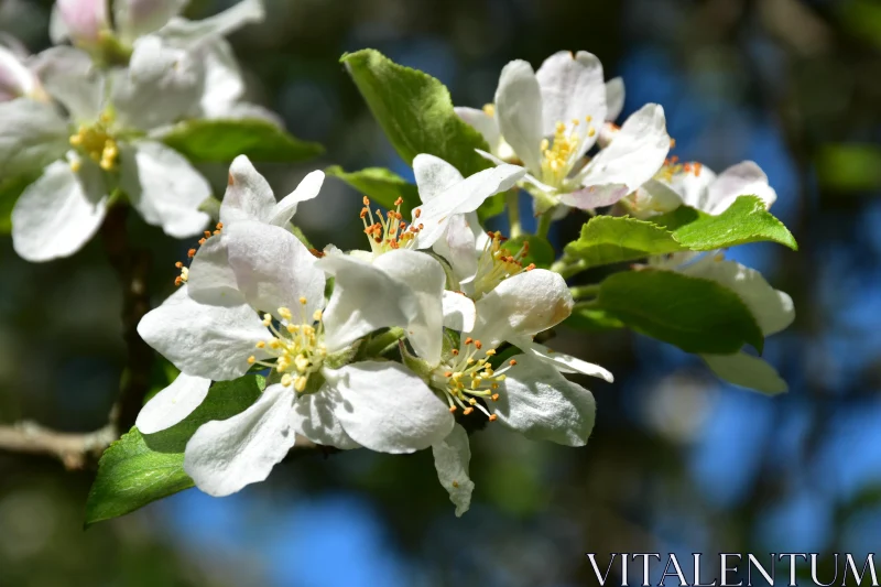 Tree Blossoms with Blue Sky Free Stock Photo