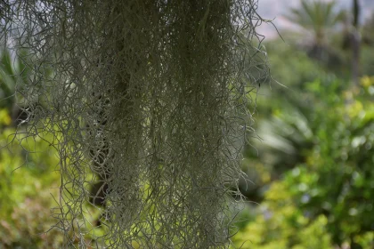 Spanish Moss with Green Backdrop