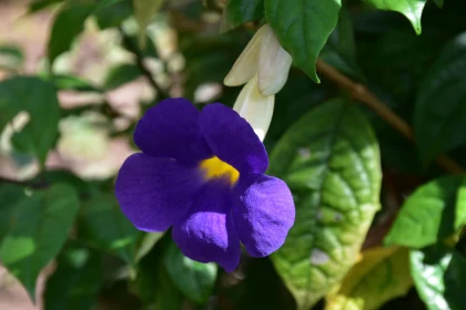 Radiant Purple Bloom Surrounded by Green Foliage Free Stock Photo