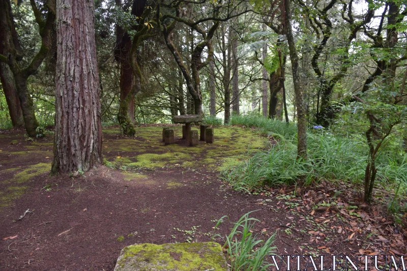 Peaceful Forest Scene with Mossy Details Free Stock Photo