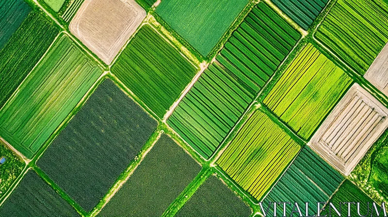 Geometric Patterns of Cultivated Fields AI Image