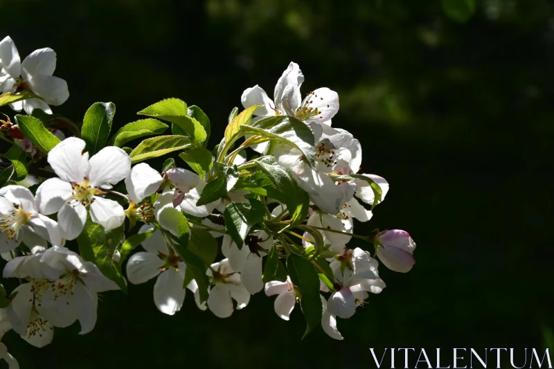 PHOTO Sunlit White Flower Clusters