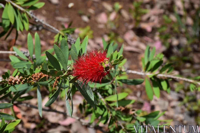 Vivid Red Bottlebrush Blooms in Nature Free Stock Photo