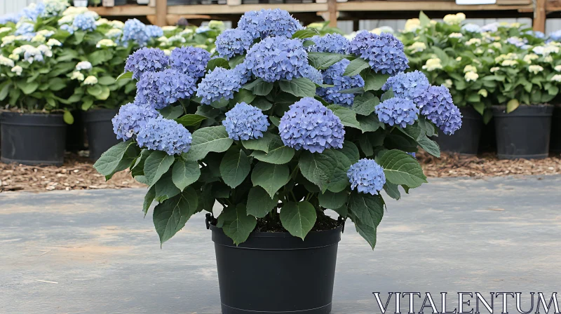 Vibrant Hydrangea in Pot AI Image