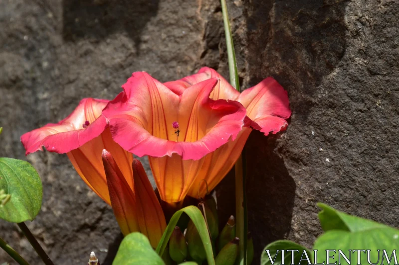 Vibrant Floral Colors in Natural Setting Free Stock Photo